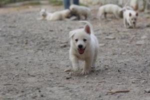 White-Shepherd-Puppies-BTWW-Sparta-224