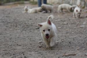 White-Shepherd-Puppies-BTWW-Sparta-225