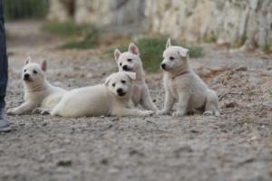 White-Shepherd-Puppies-BTWW-Sparta-228