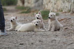 White-Shepherd-Puppies-BTWW-Sparta-229