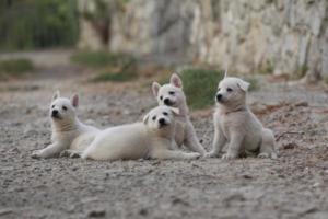 White-Shepherd-Puppies-BTWW-Sparta-230