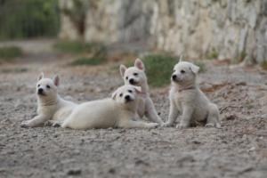 White-Shepherd-Puppies-BTWW-Sparta-231