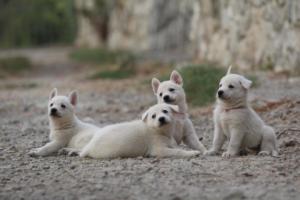 White-Shepherd-Puppies-BTWW-Sparta-232