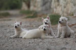 White-Shepherd-Puppies-BTWW-Sparta-233