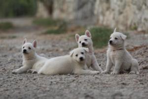 White-Shepherd-Puppies-BTWW-Sparta-234