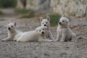 White-Shepherd-Puppies-BTWW-Sparta-235