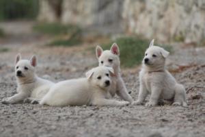 White-Shepherd-Puppies-BTWW-Sparta-236