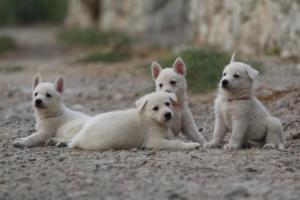 White-Shepherd-Puppies-BTWW-Sparta-237