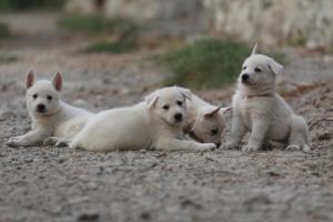 White-Shepherd-Puppies-BTWW-Sparta-238