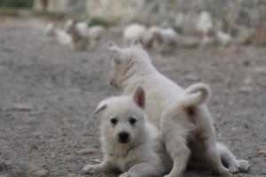 White-Shepherd-Puppies-BTWW-Sparta-242