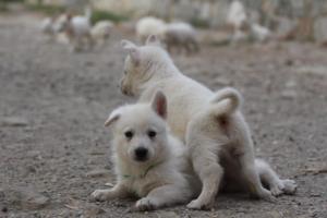 White-Shepherd-Puppies-BTWW-Sparta-243