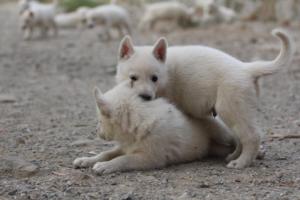 White-Shepherd-Puppies-BTWW-Sparta-244