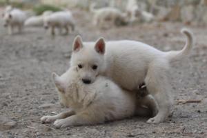 White-Shepherd-Puppies-BTWW-Sparta-245