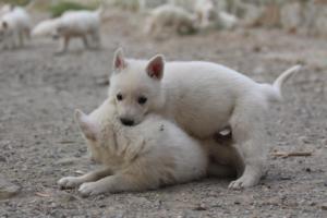 White-Shepherd-Puppies-BTWW-Sparta-246