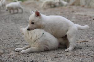 White-Shepherd-Puppies-BTWW-Sparta-247