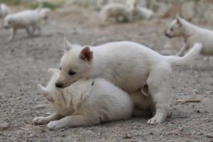White-Shepherd-Puppies-BTWW-Sparta-248