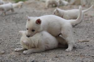White-Shepherd-Puppies-BTWW-Sparta-249