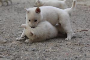 White-Shepherd-Puppies-BTWW-Sparta-250