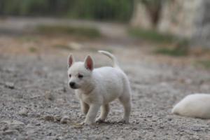 White-Shepherd-Puppies-BTWW-Sparta-251