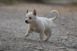 White-Shepherd-Puppies-BTWW-Sparta-256