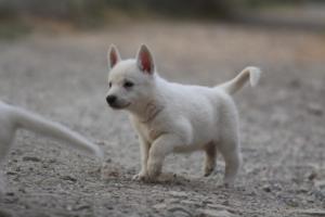 White-Shepherd-Puppies-BTWW-Sparta-257