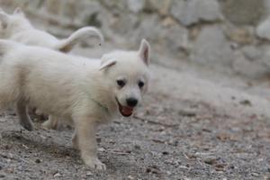 White-Shepherd-Puppies-BTWW-Sparta-258