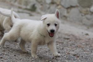 White-Shepherd-Puppies-BTWW-Sparta-259
