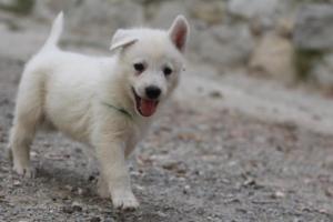 White-Shepherd-Puppies-BTWW-Sparta-261