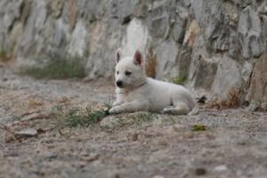 White-Shepherd-Puppies-BTWW-Sparta-262