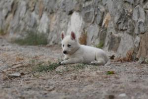 White-Shepherd-Puppies-BTWW-Sparta-263