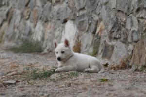 White-Shepherd-Puppies-BTWW-Sparta-264