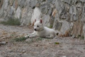 White-Shepherd-Puppies-BTWW-Sparta-265