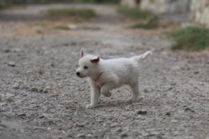 White-Shepherd-Puppies-BTWW-Sparta-266
