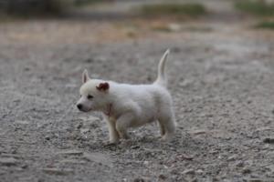 White-Shepherd-Puppies-BTWW-Sparta-267