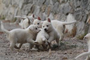 White-Shepherd-Puppies-BTWW-Sparta-269