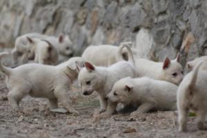 White-Shepherd-Puppies-BTWW-Sparta-271