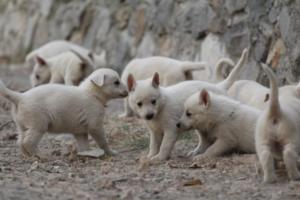 White-Shepherd-Puppies-BTWW-Sparta-272