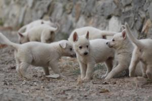 White-Shepherd-Puppies-BTWW-Sparta-273