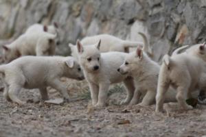 White-Shepherd-Puppies-BTWW-Sparta-274