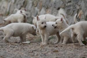 White-Shepherd-Puppies-BTWW-Sparta-275