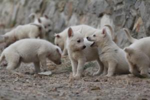 White-Shepherd-Puppies-BTWW-Sparta-276