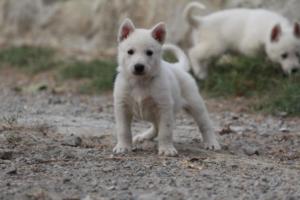 White-Shepherd-Puppies-BTWW-Sparta-277