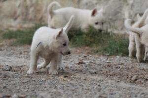 White-Shepherd-Puppies-BTWW-Sparta-278