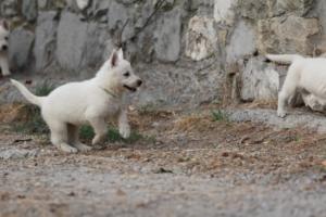White-Shepherd-Puppies-BTWW-Sparta-279