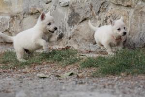 White-Shepherd-Puppies-BTWW-Sparta-280