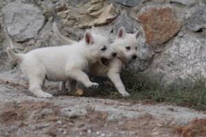 White-Shepherd-Puppies-BTWW-Sparta-281