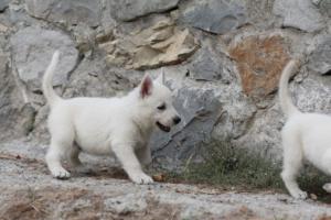 White-Shepherd-Puppies-BTWW-Sparta-282