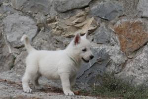 White-Shepherd-Puppies-BTWW-Sparta-283