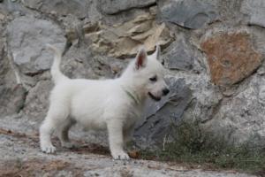White-Shepherd-Puppies-BTWW-Sparta-284