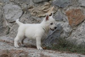 White-Shepherd-Puppies-BTWW-Sparta-285